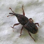 Insetti delle derrate