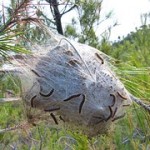 PROCESSIONARIA DEL PINO