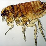 PULCI